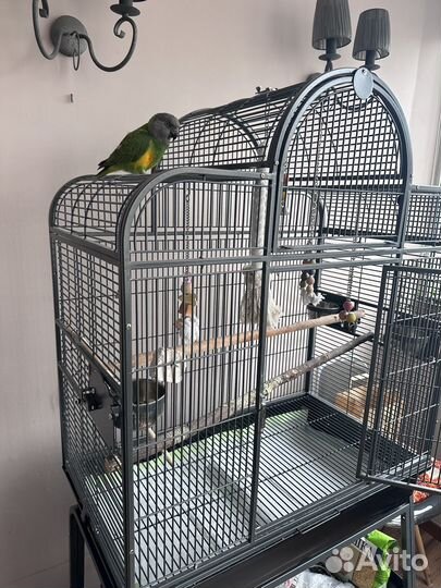 Сенегальский попугай