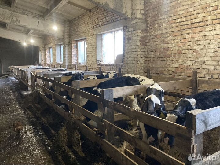 Работник на ферму с проживанием