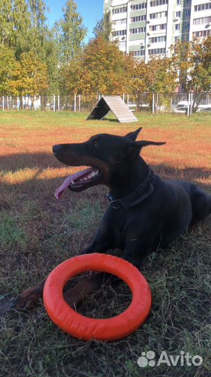 Выгул собак/ зооняня