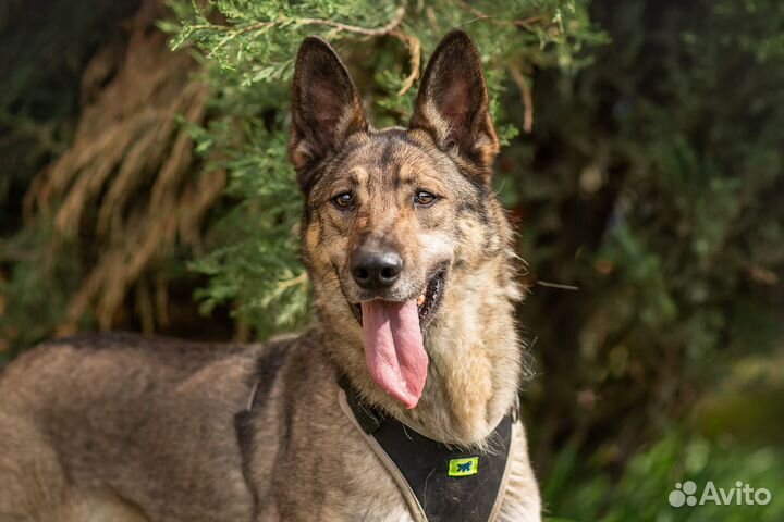 Собака из приюта в дар, Сенча, милая собака