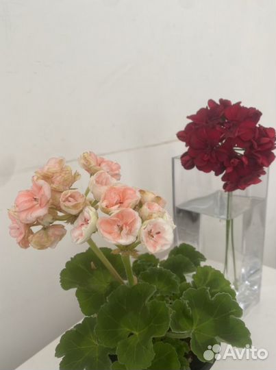 Герань пеларгония плющелистная