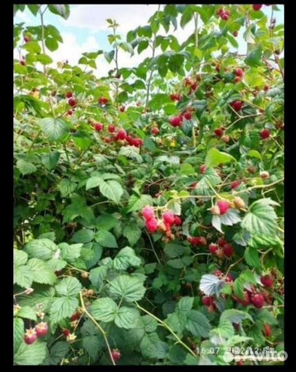 Растения для сада