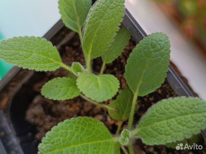 Рассада многолетних цветов