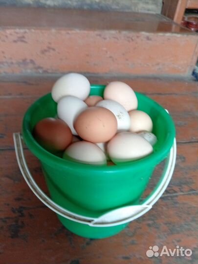 Домашние куриные яйца