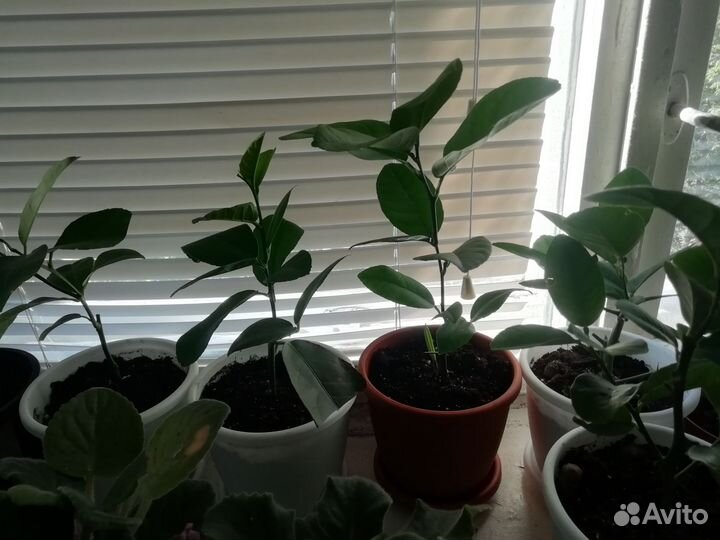 Лимоны в Нижнем Новгороде