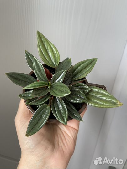 Пеперомия россо