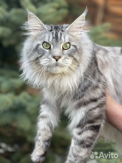 Мейн-кун кот