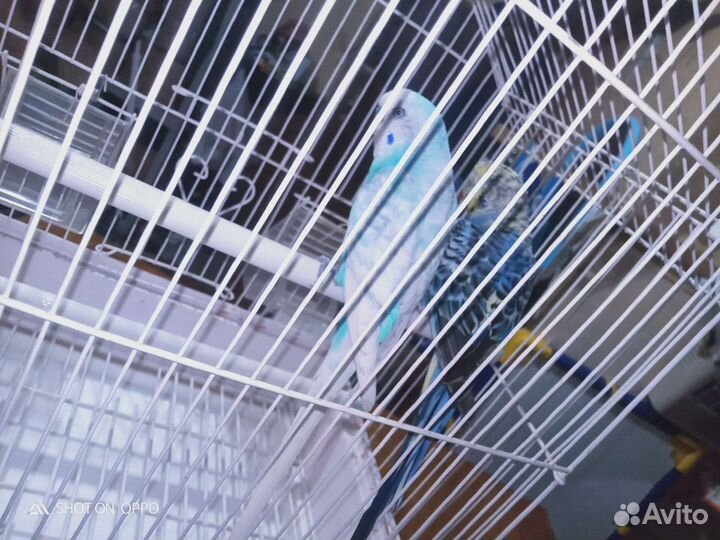 Волнистый попугай с клеткой