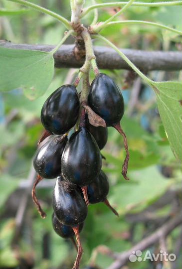 Ягодные кустарники