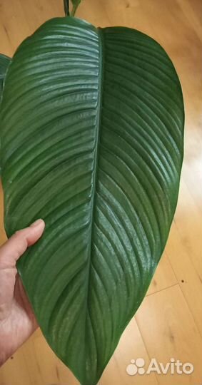 Спатифиллум Сенсация