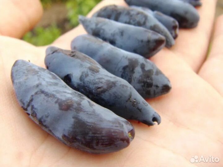 Продам свежезамороженную жимолость бакчарский вел