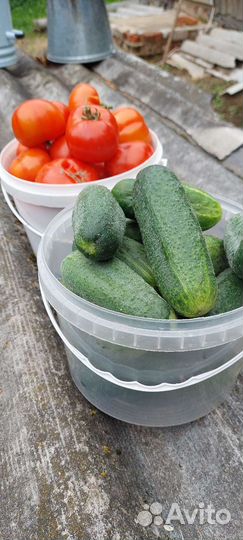 Огурцы помидоры