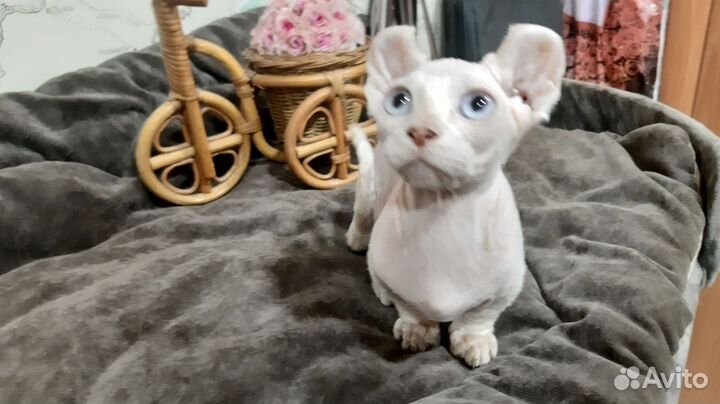 Двельф котик