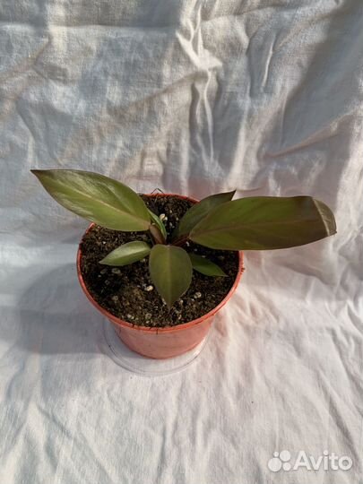 Филодендрон ред сан