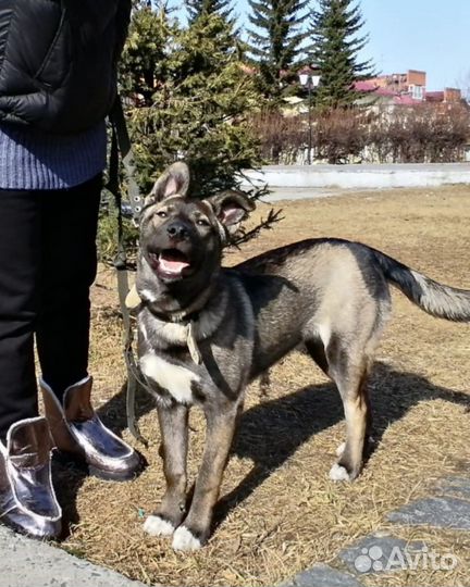 Девочка порода 