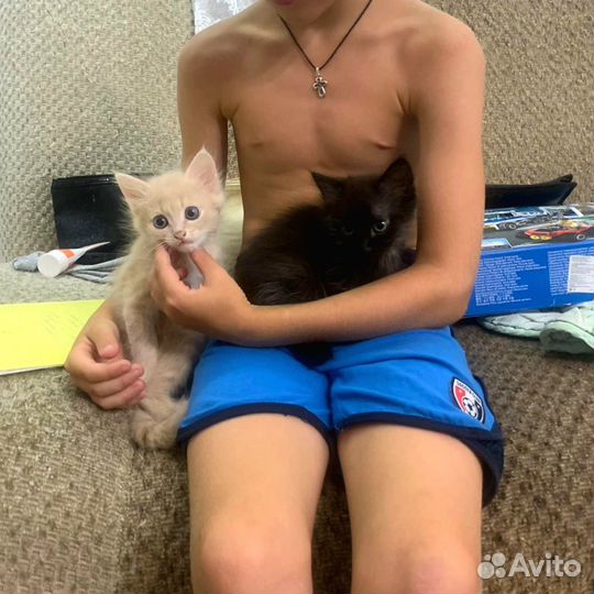 Отдам котёнка