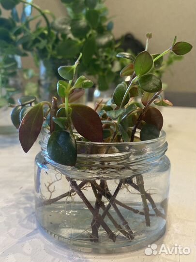 Нематантус (отростки)