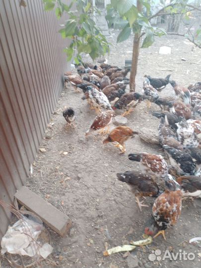 Ливенская ситцевая