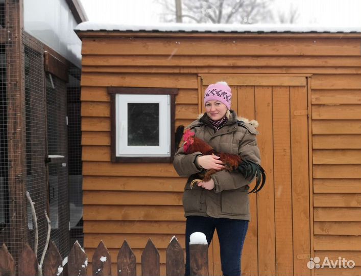 Цыплята бройлеры, утята бройлеры, цыплята несушек