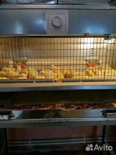 Брудер для цыплят,индюшат,перепелят и др