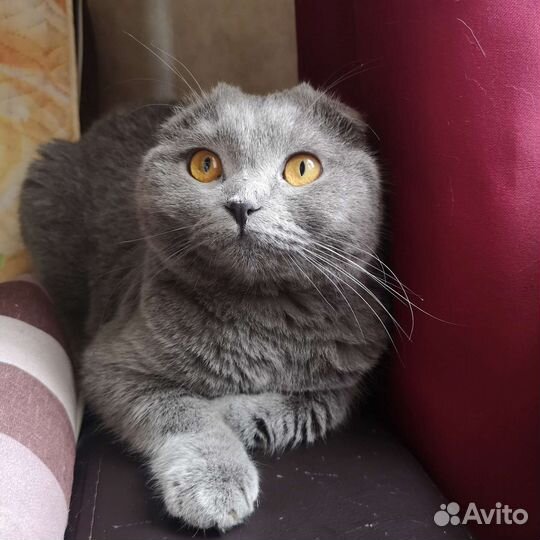 Шотландский котик
