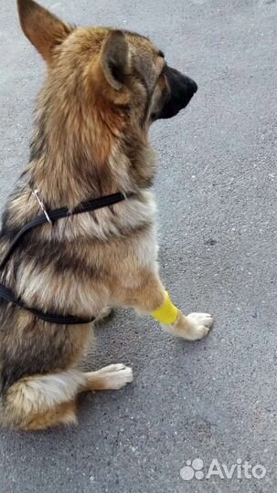 Найдена собака