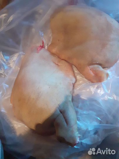 Мясо свинина