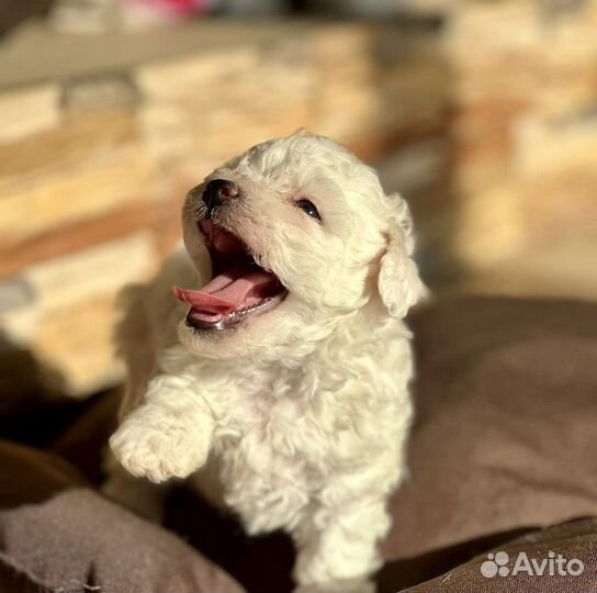 Бишон фризе