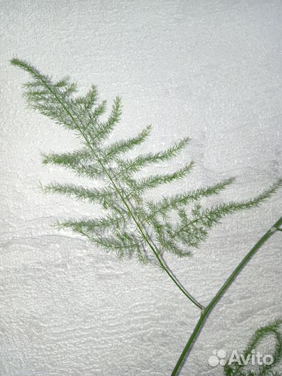 Аспарагус перистый