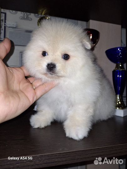 Щенки шпица