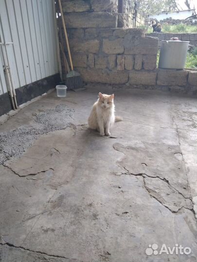 Котик в добрые руки