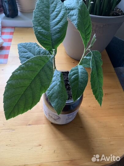 Саженцы мушмулы