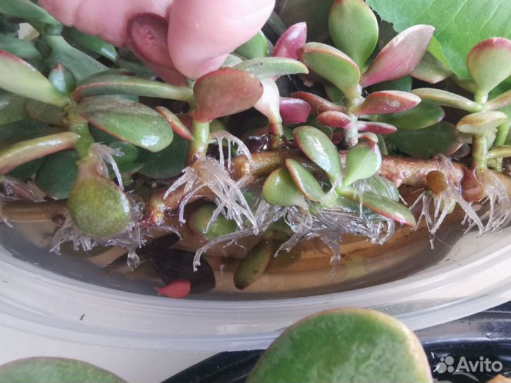 Толстянка / денежное дерево