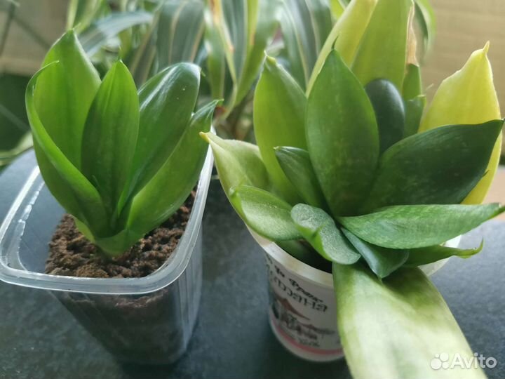 Сансевиерия ханни. Комнатные растения