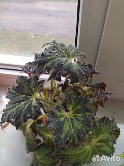 Комнатные цветы