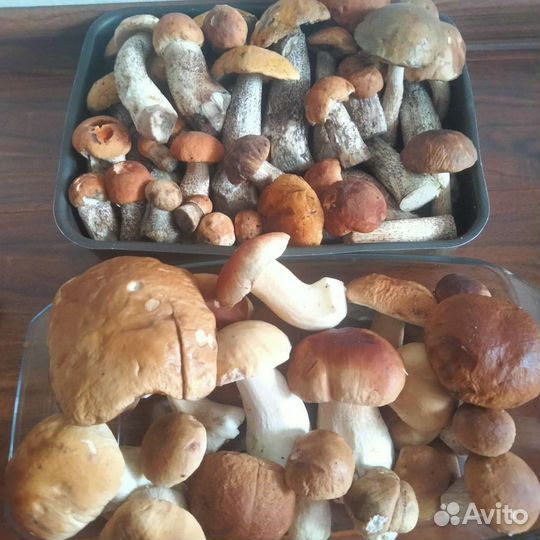 Грибы пока нет