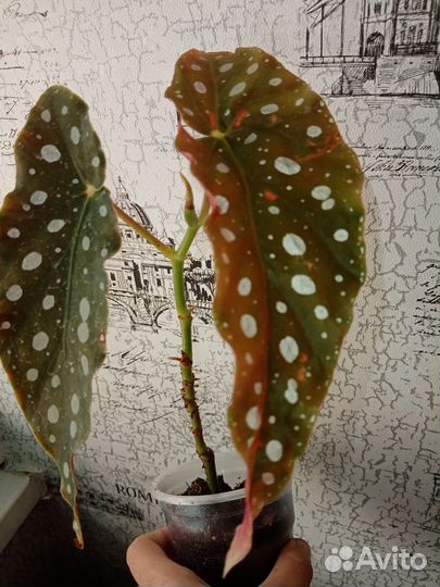 Комнатные растение