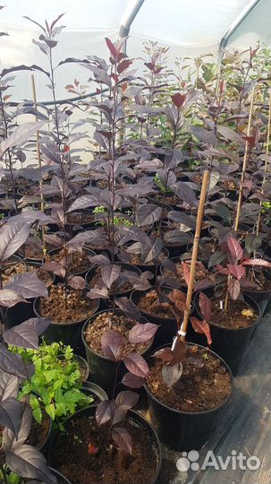 Саженцы декоративных яблонь и рябин