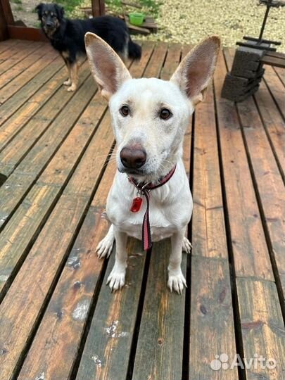 Умница Хелли