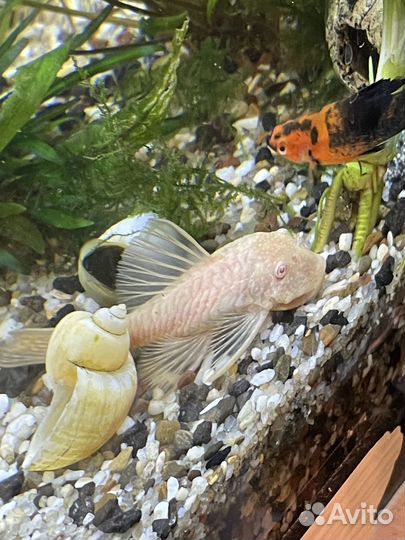 Аквариум с обитателями в хорошем состоянии