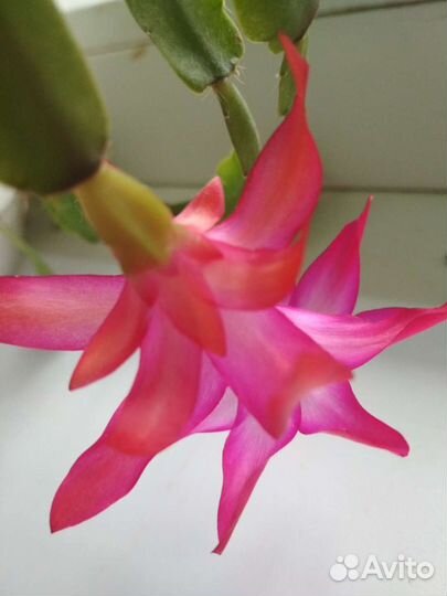 Декабрист цвета морковный, белый, фуксия