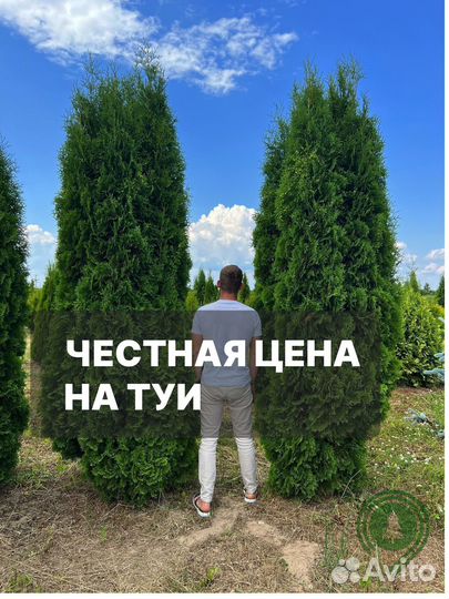 Туя брабант в ассортименте