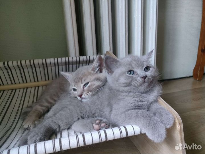 Шотландская кошка