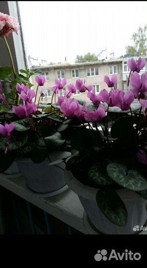 Альпийская фиалка(цикламен бабушкин)