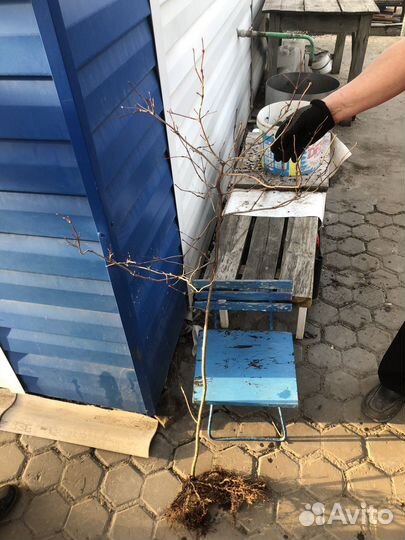 Саженец Калины