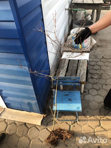 Саженец Калины