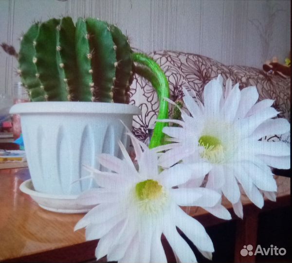 Комнатные растения