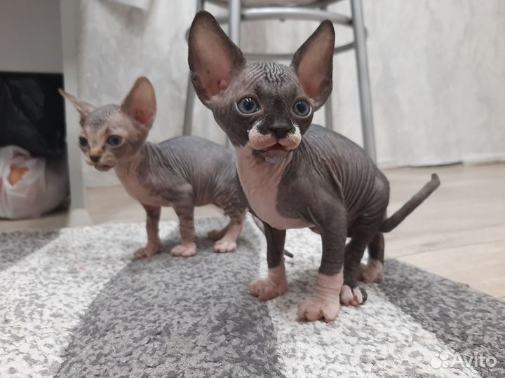 Канадский сфинкс котенок