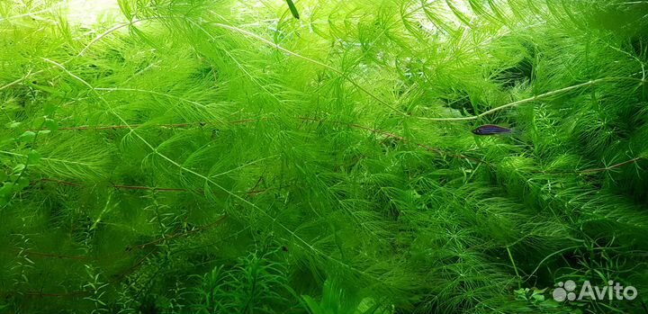 Аквариумные растения: Валлиснерия, роголистник и д