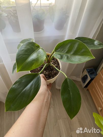 Филодендрон Green Princess, Гибискус, Фикус